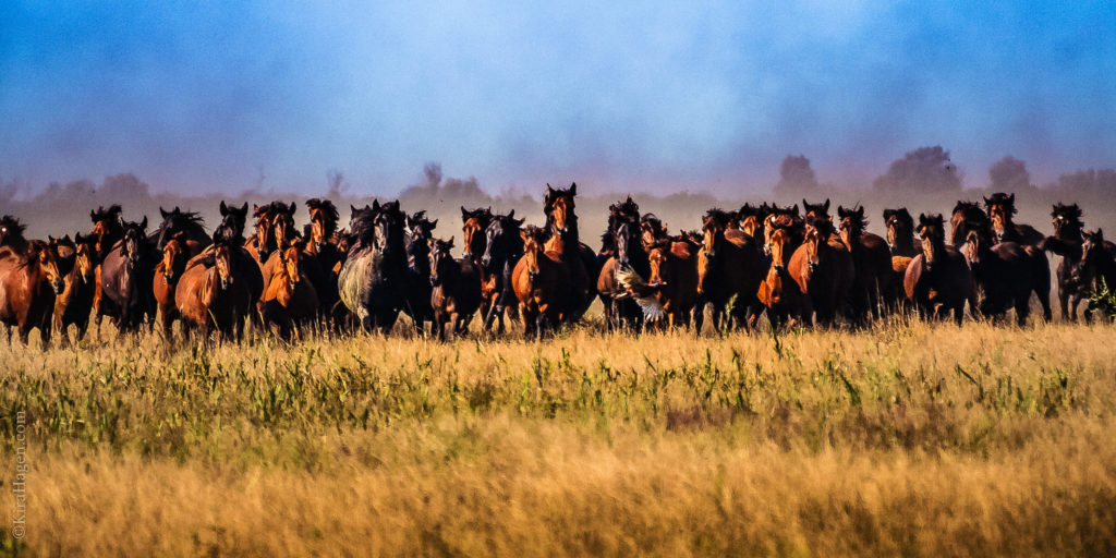A herd of wild horses on the Danube delta charges, scaring up a pheasant
